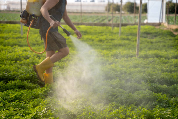 Best Ant Control Services  in Stuarts Draft, VA
