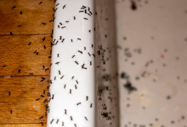 Best Cockroach Control Services  in Stuarts Draft, VA