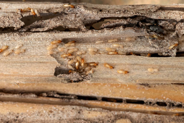 Insect Control in Stuarts Draft, VA